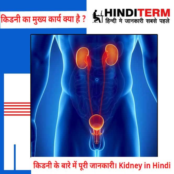 Kidney क्या होती है? किडनी ख़राब क्यों हो जाती है ?