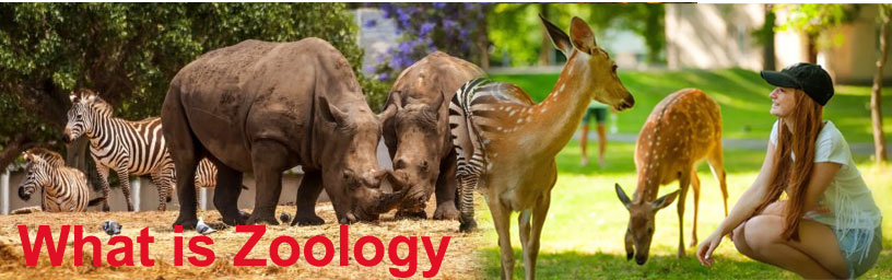 Zoology Definition