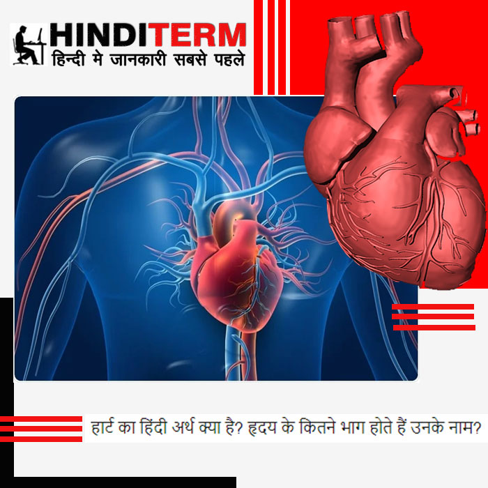 हार्ट का हिंदी अर्थ क्या है? हृदय के कितने भाग होते हैं उनके नाम?